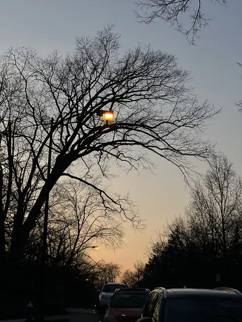 Twilight's soft glow through bare branches.